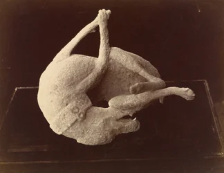 Gegoten beeld van een hond gedood door de uitbarsting van de Vesuvius, Pompeii